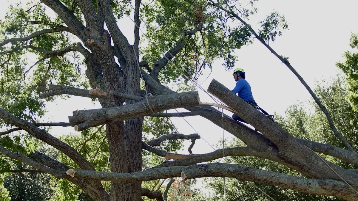Professional Crown Thinning performed by certified arborists in Chidester