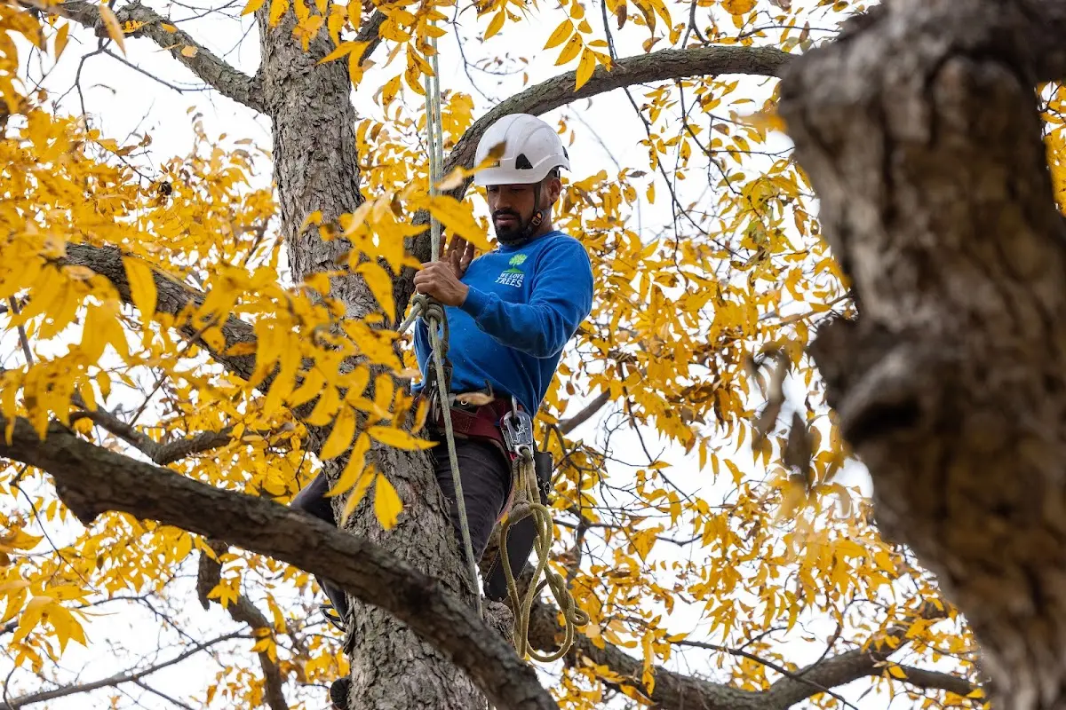 Skilled Tree Trimming crew working in Chidester