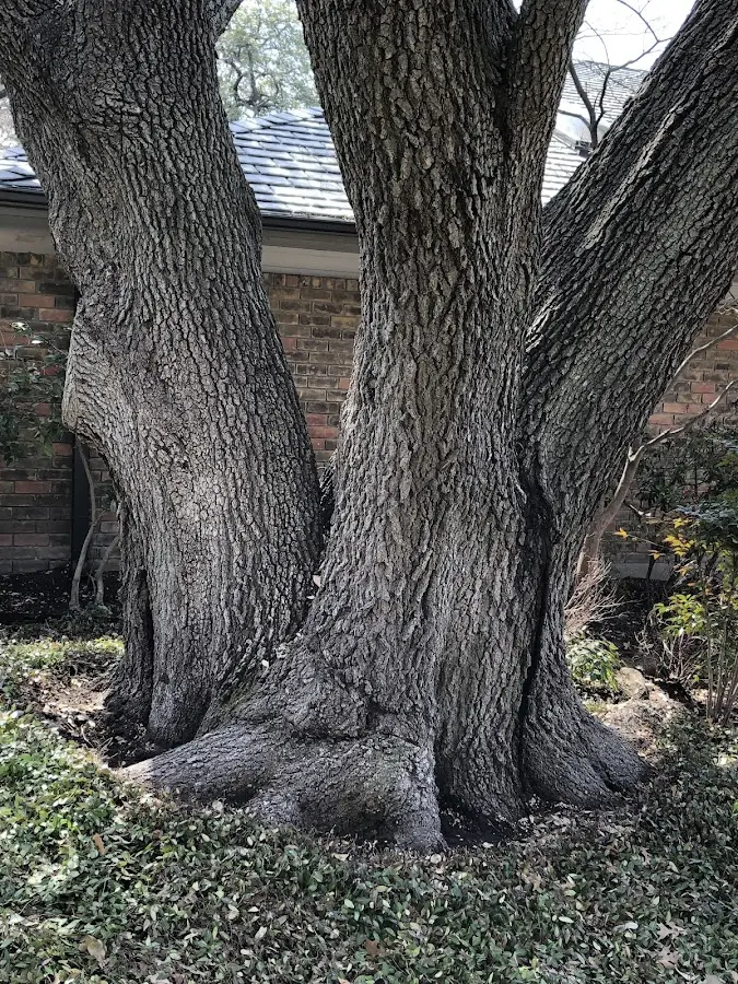 Mature heritage tree close to a Chidester property cared for by certified arborists